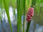 snail egg